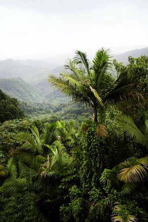 jungle natuurlijke producten